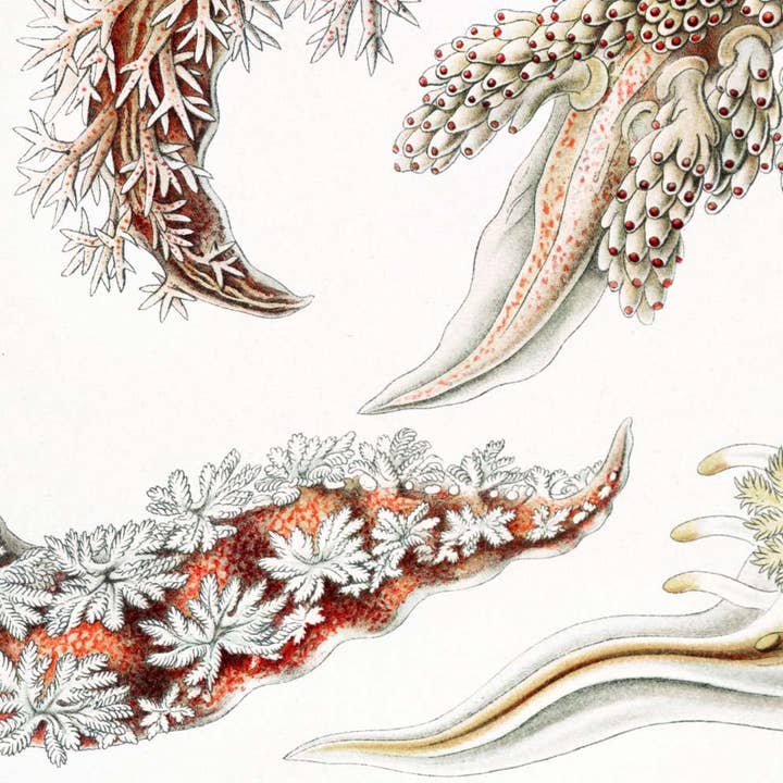 Nudibranchia by Ernst Haeckel for wholesale by Rock Paper Scissors Wall Art