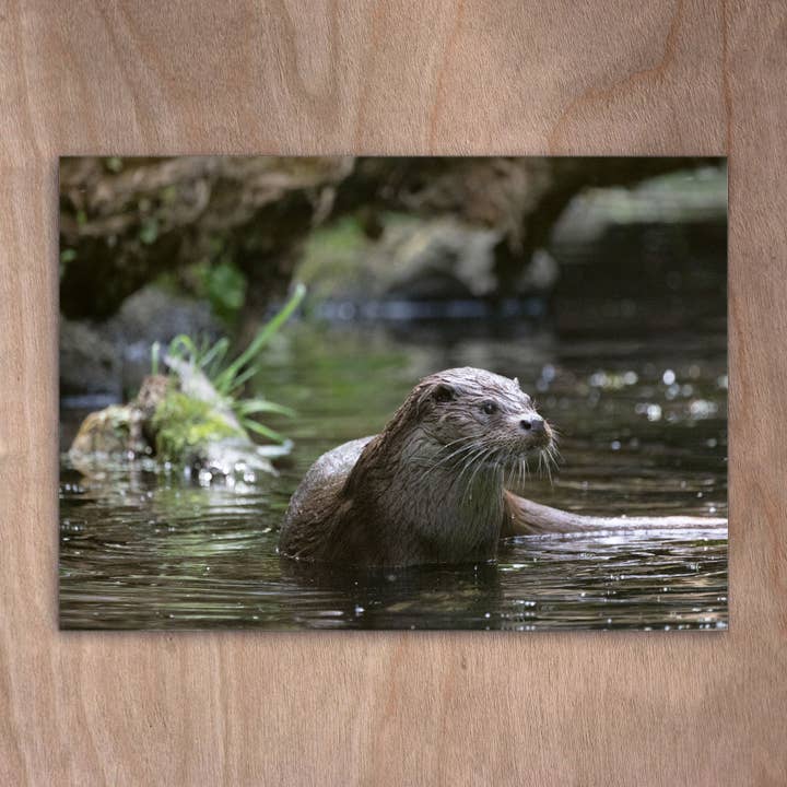 Postcard eye0512 Otter, Otter for wholesale by eye-comm