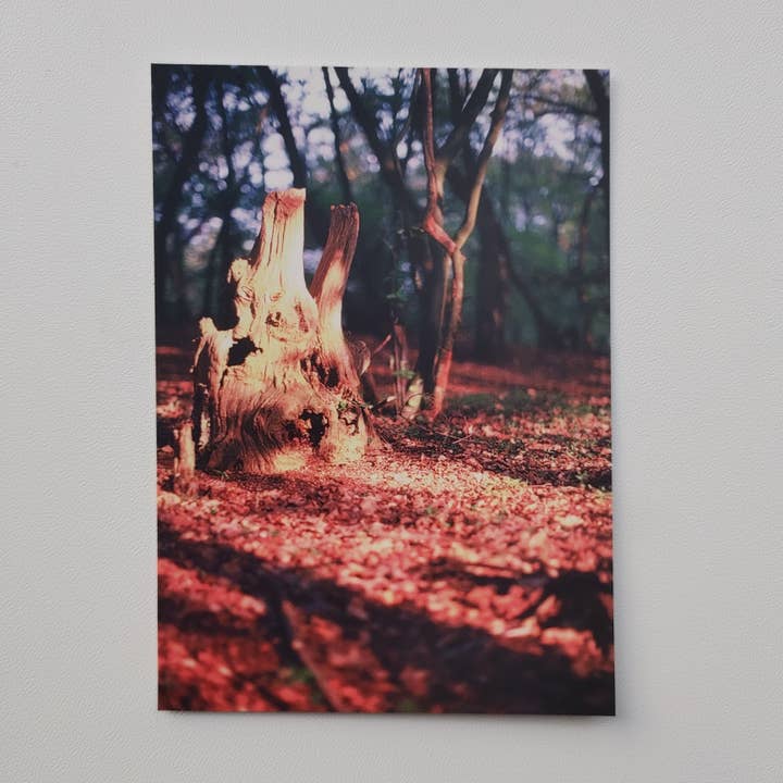 Postkarte - Herbst (1041) für den Großhandel von SannCards