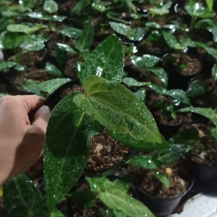 OrchidBox - Wholesale Live Plant - Anthurium papillilaminum × portillae