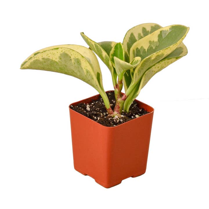 House Plant Wholesale - Wholesale Live Plant - PEPEROMIA MARBLE 3-inch0