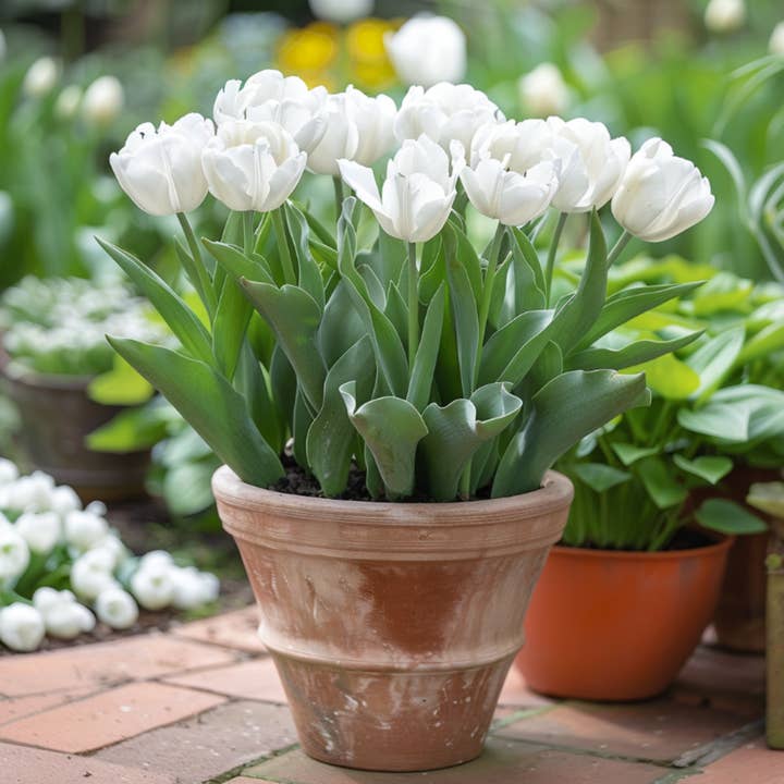 Oasis of Life – wholesale Live plant – Tulip bulbs – 14 flower bulbs – Tulipa "Mondial" – Double white tulips with yellow centers – Flower bulbs for garden, bed & pot – Height approx. 45cm – Early blooming & easy to care for4