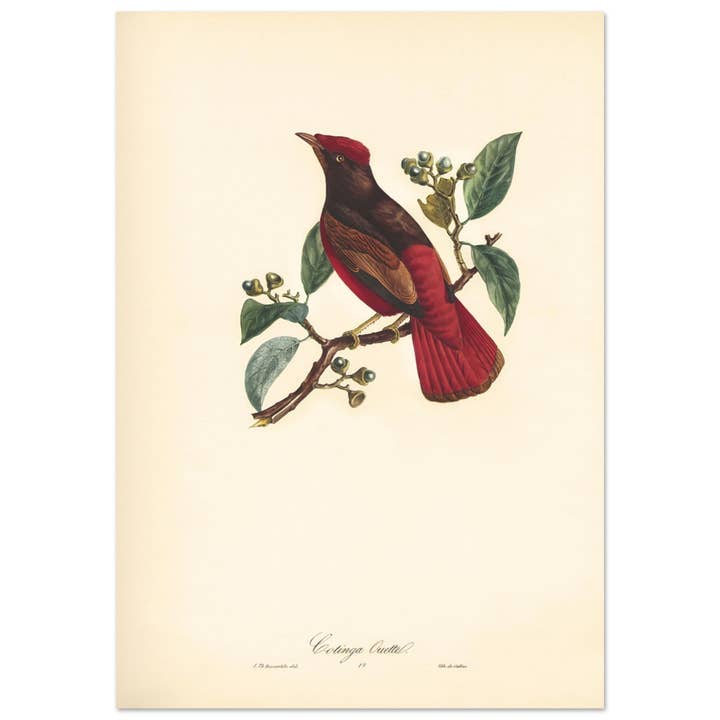 Cotinga Outtel for engroshandel hos Maison de Paloma