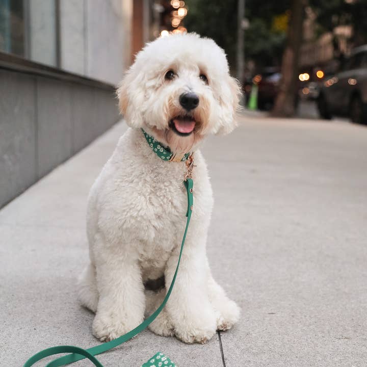 SUNNY TAILS - Venta al por mayor Correa - Perros - Correa para perro impermeable, verde, ligera, 4 pies, 5 pies, 6 pies
