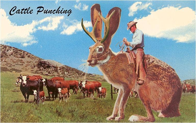 Found Image Press - Wholesale Magnet - Magnet NP-807 Jackalope with Cattle0