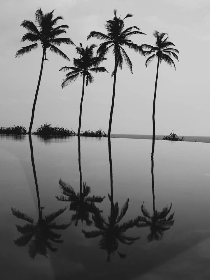 Nacieron conmigo para venta al por mayor de Perspectives