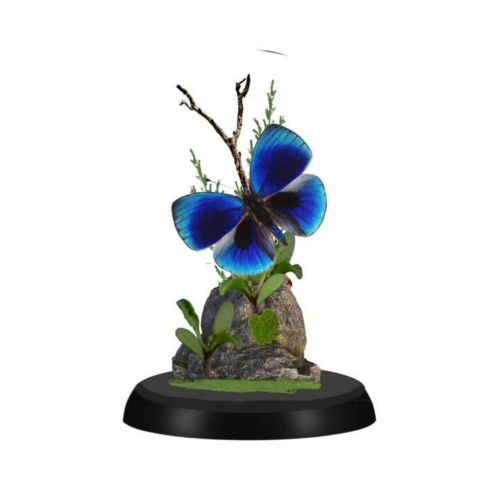 Instar Innovations - Wholesale Decorative Tabletop Object - Butterfly Diorama -6X4 Inch Dome Diorama - 2