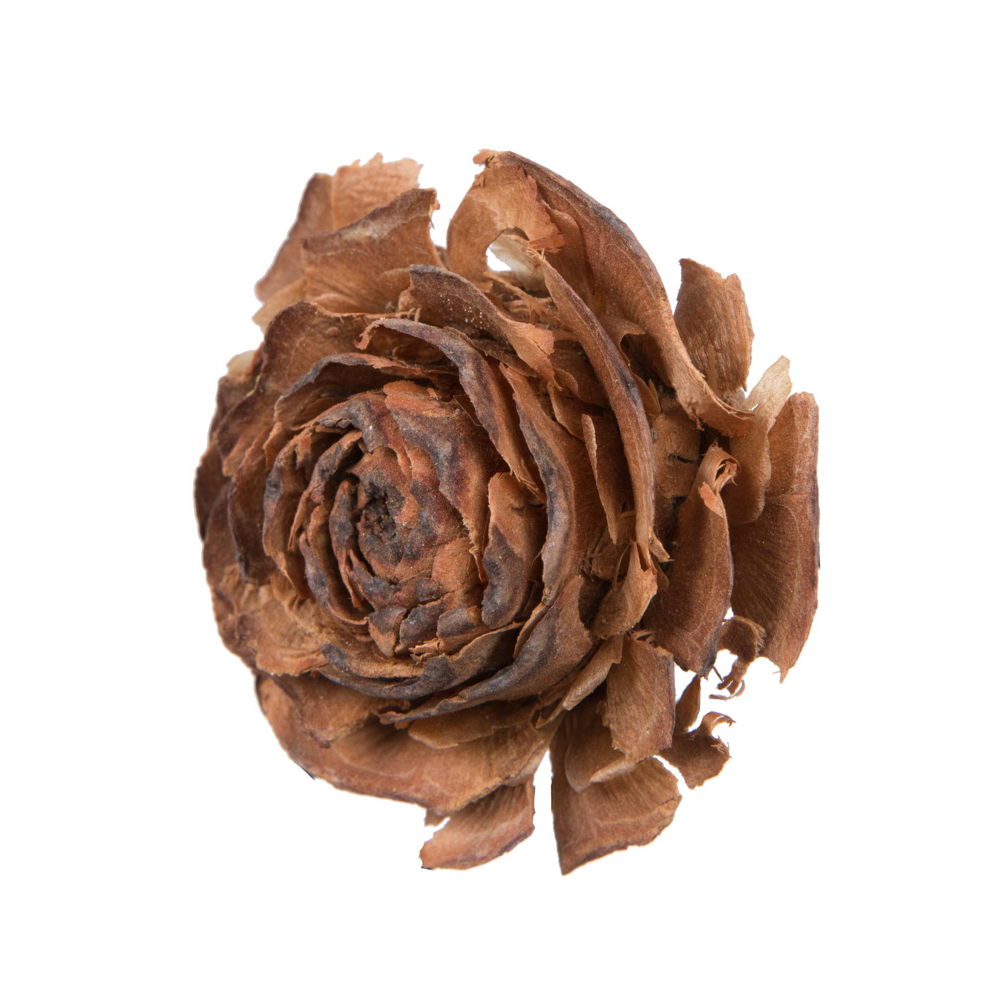 Natural Vickerman 1.3"-1.8" Cedar Rose 100/pk for wholesale on Faire1