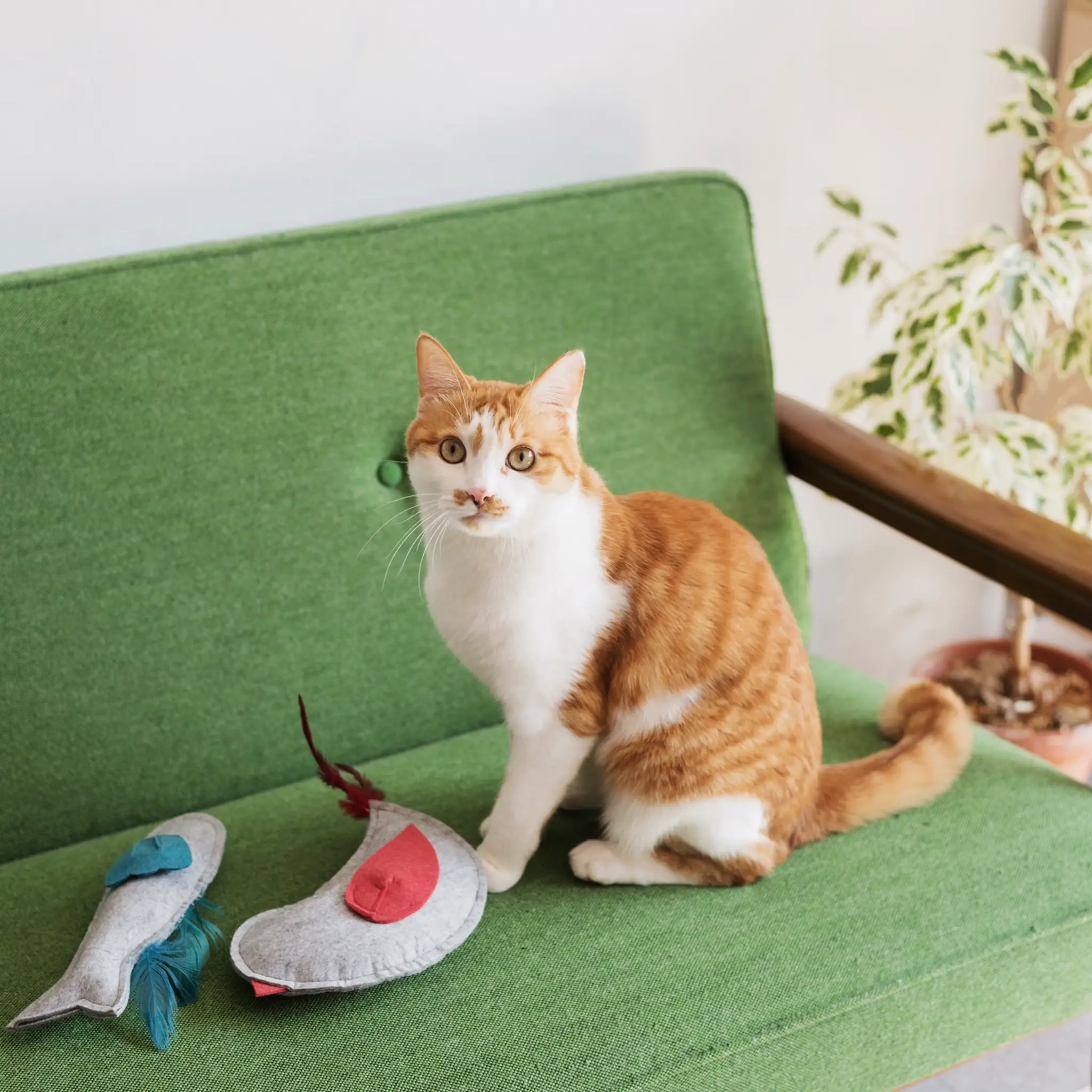 Nooee pet – Großhandel Haustierspielzeug – Katze & Hund – Nooee Haustierspielzeug – Leichte Spielzeuge für Hunde & Katzen8