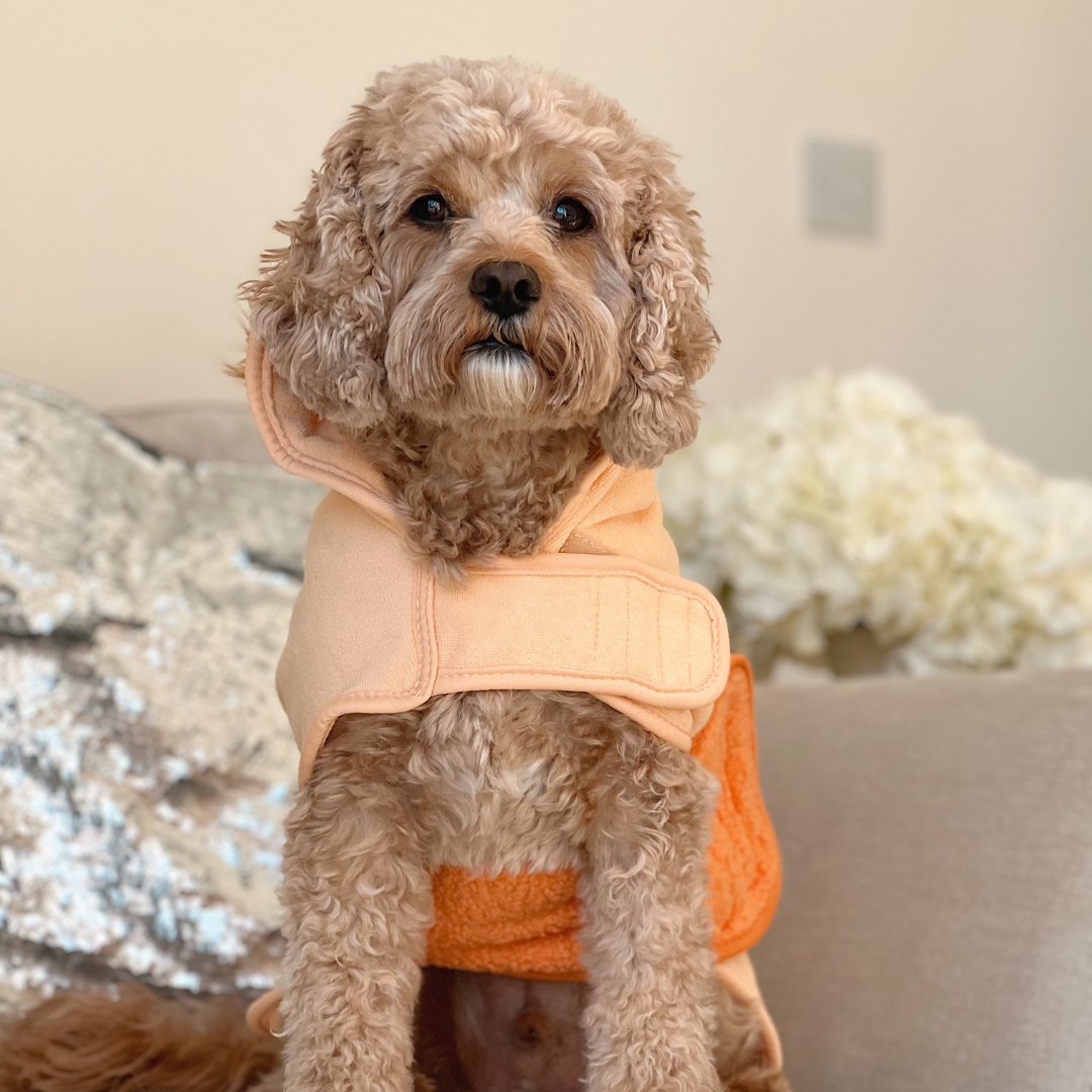 Cocopup London - Venta al por mayor Sudadera - Perros - Bata para secar perros Roary el León16