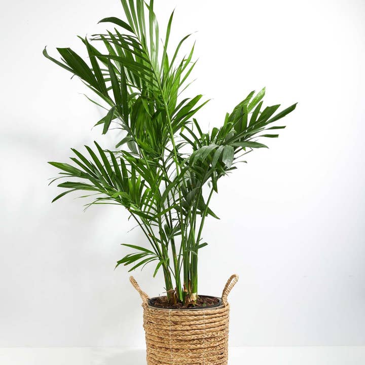 Lively Root - Wholesale Live Plant - Areca Palm Indoor Tree19