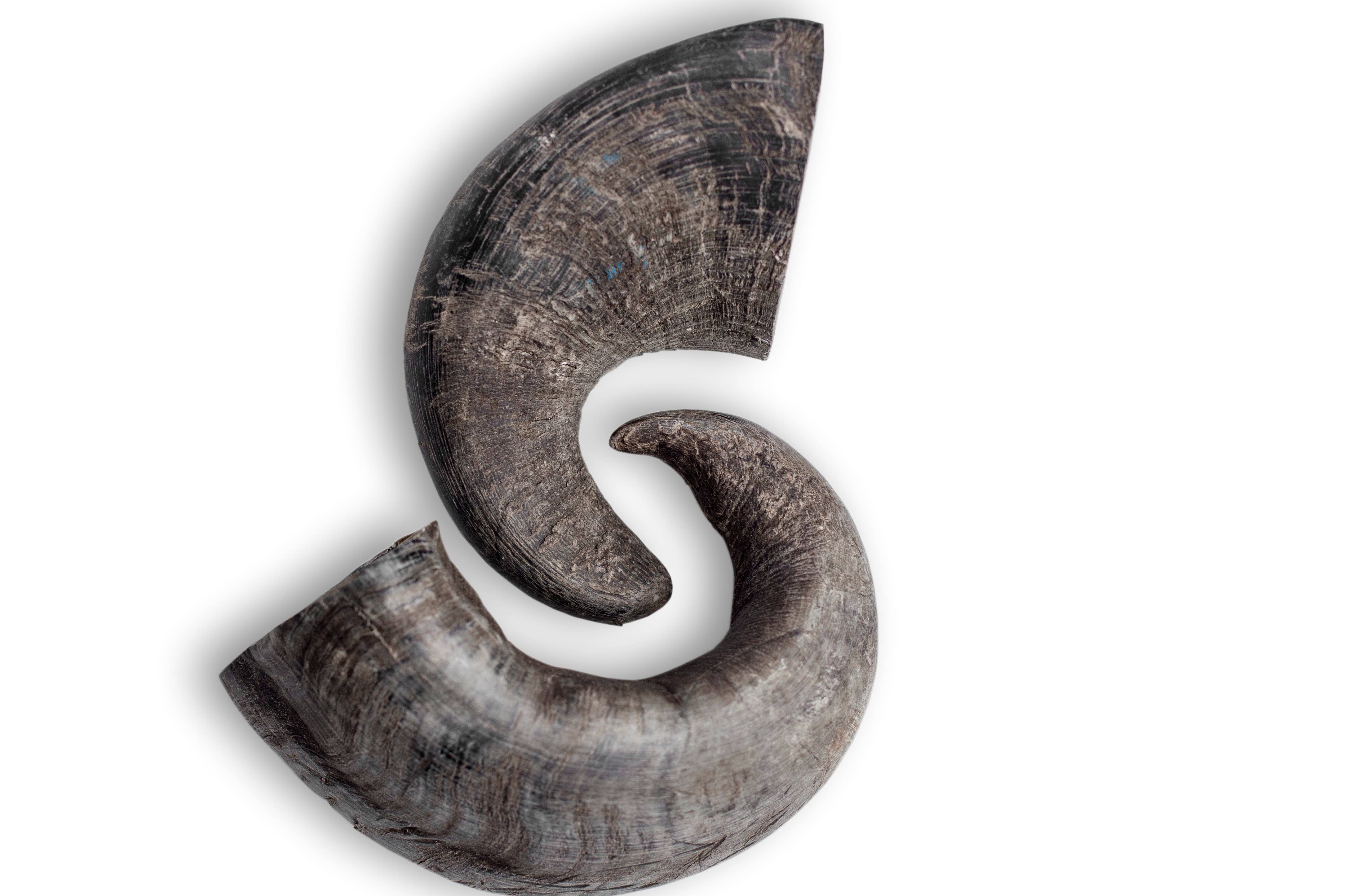 Rozie's Naturals - Wholesale Pet Treats - Dog - WATER BUFFALO HORN- 100% Natural, Dental Dog Chews & Treats7