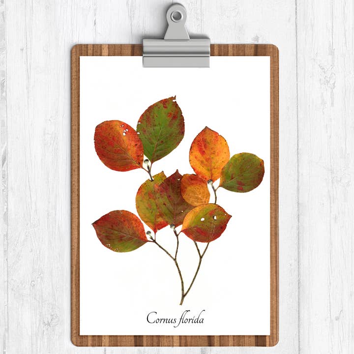 Autumn Leaves Dogwood Botanical Print for wholesale by Ecobota
