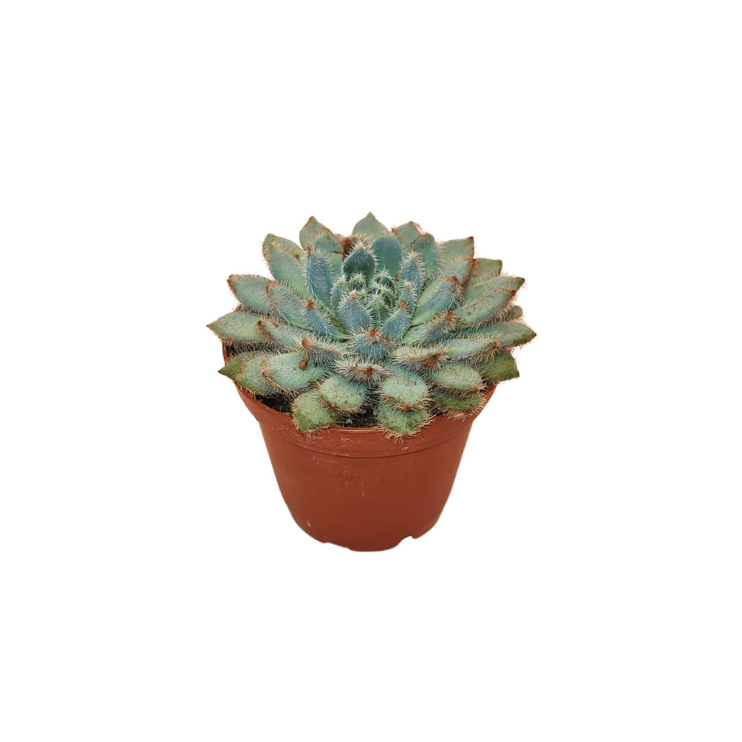 Cactus en ligne – wholesale Succulent – 2.5" Succulent2