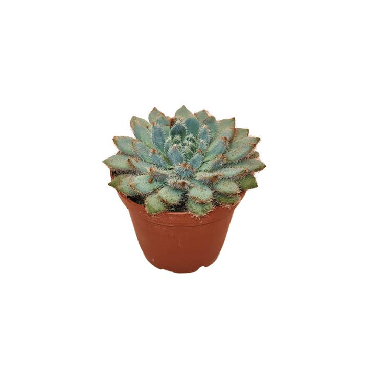 Cactus en ligne – wholesale Succulent – 2.5" Succulent2