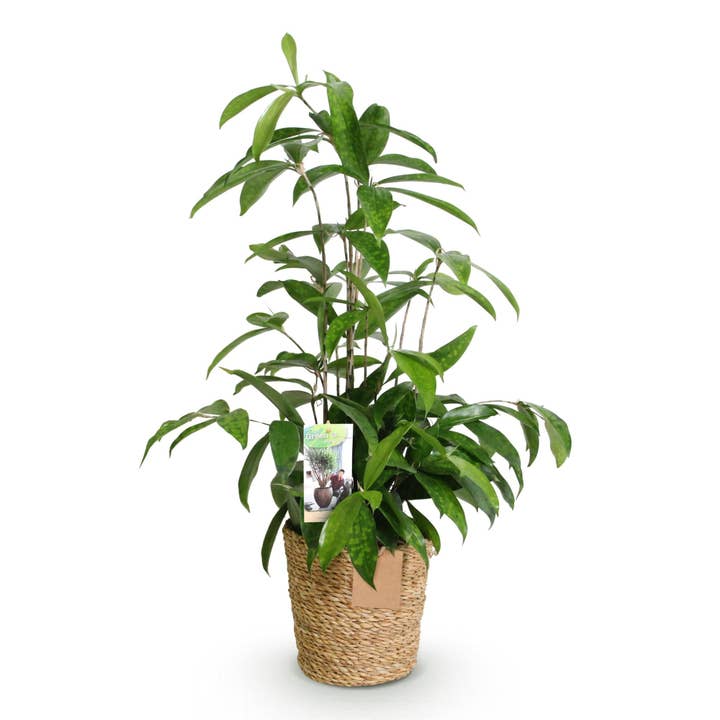Dracaena surculosa – 60-70cm – 17cm avec panier – Dragonnier facile d'entretien – Feuillage vert tacheté – Plante d'intérieur élégante pour salon, bureau & chambre pour la vente par Oasis of Life