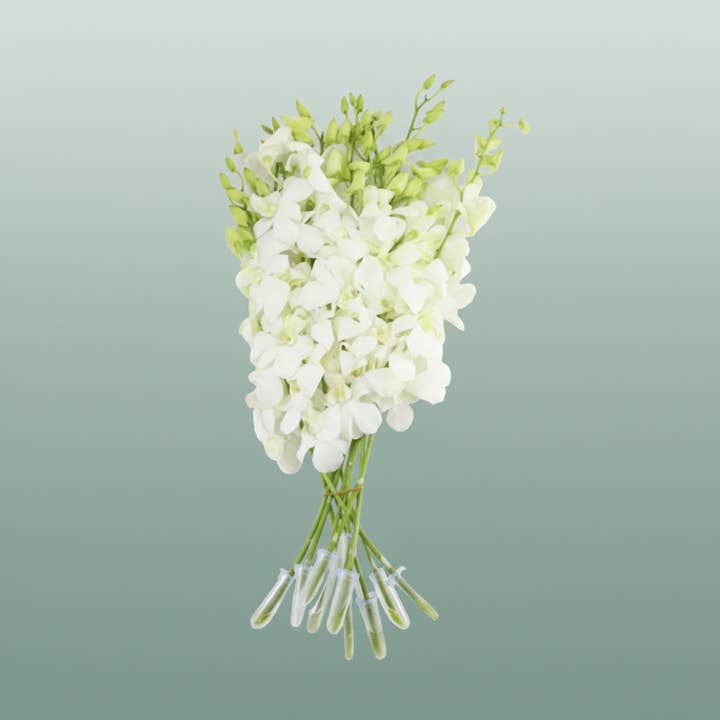 Orchid Dendro Big White for wholesale on Faire