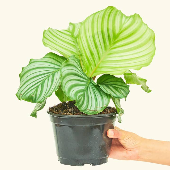 Rooted - Wholesale Live Plant - Orbit Peacock Plant (4" or 6" Pot)