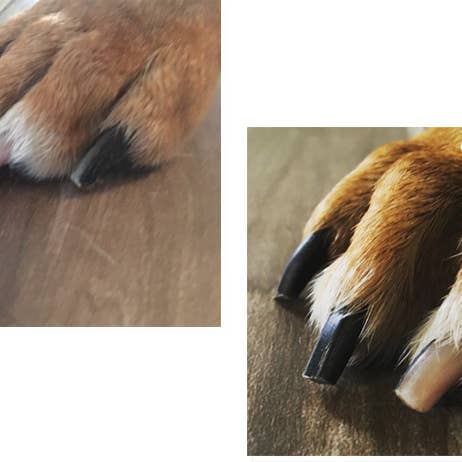 De' Vora Pet - Wholesale Pet Grooming Aid - Dog - De' Vora Scratch Square9