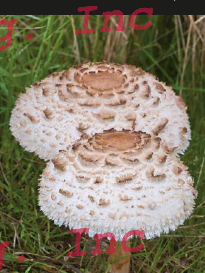 Mushrooms of Mid-Atlantic for wholesale by Quick Reference Publishing, Inc