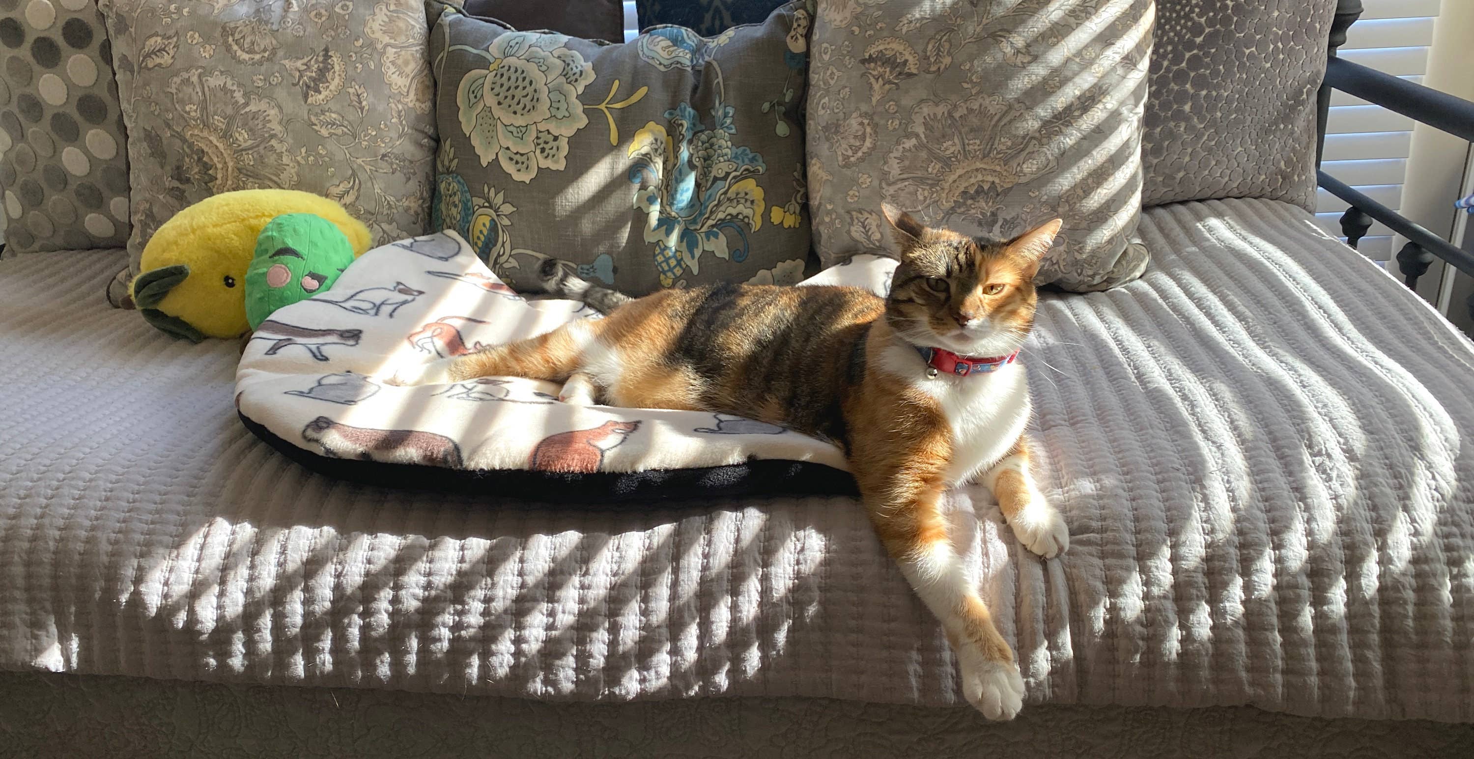 Screaming Pickles - Wholesale Pet Bed - Cat/Dog - Handmade Pet Bed/Mat Cat Head6