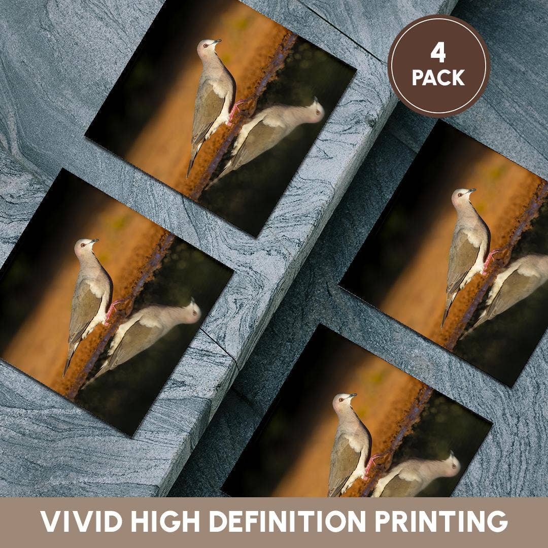 3dRose - Wholesale Coasters - 3dRose, White-tipped dove, Leptotila verreauxi by pond., Coaster5