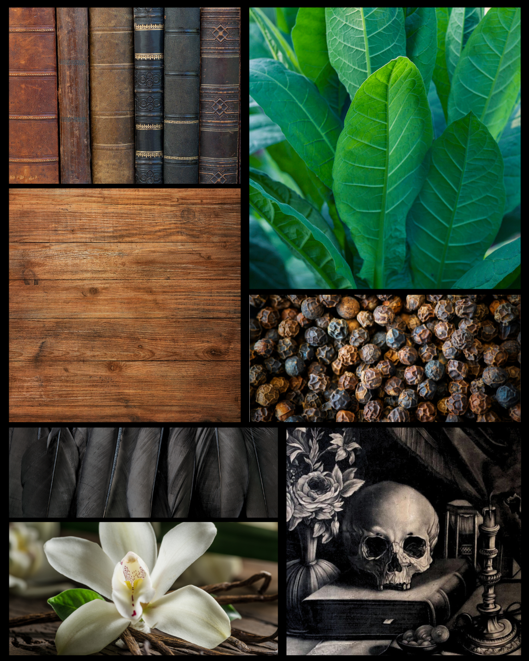 Burke & Hare Co - Wholesale Roll-On Fragrance - Gothic Perfume - Nevermore - Teakwood - Edgar Allan Poe2