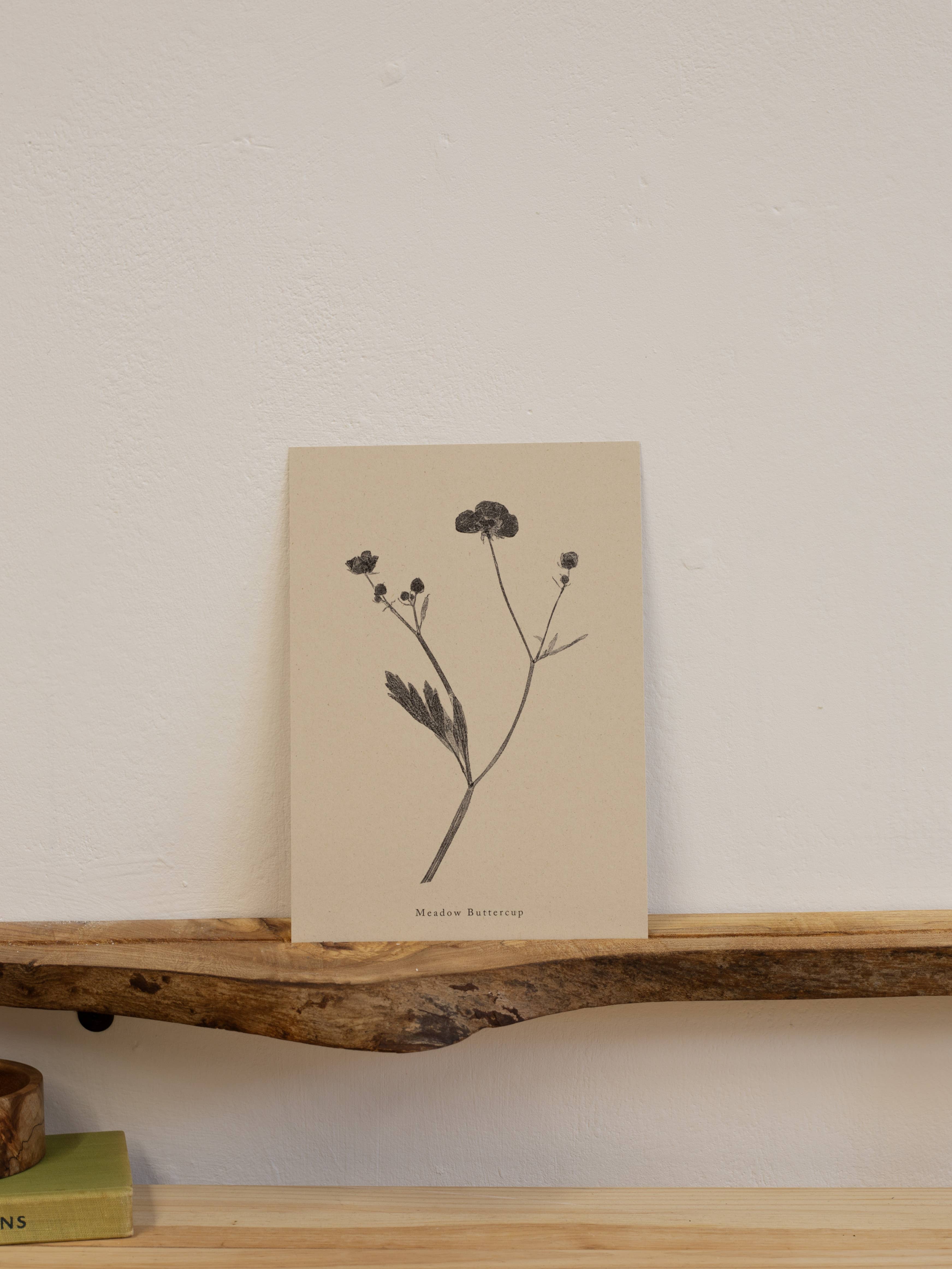 Alicia Breakspear - Wholesale Art Print - Botanical Art Print A5 A4 A3 Meadow Buttercup Flower 2