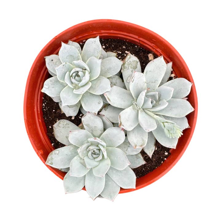 Succulent Wholesale - Wholesale Succulent - Echeveria Peacockii