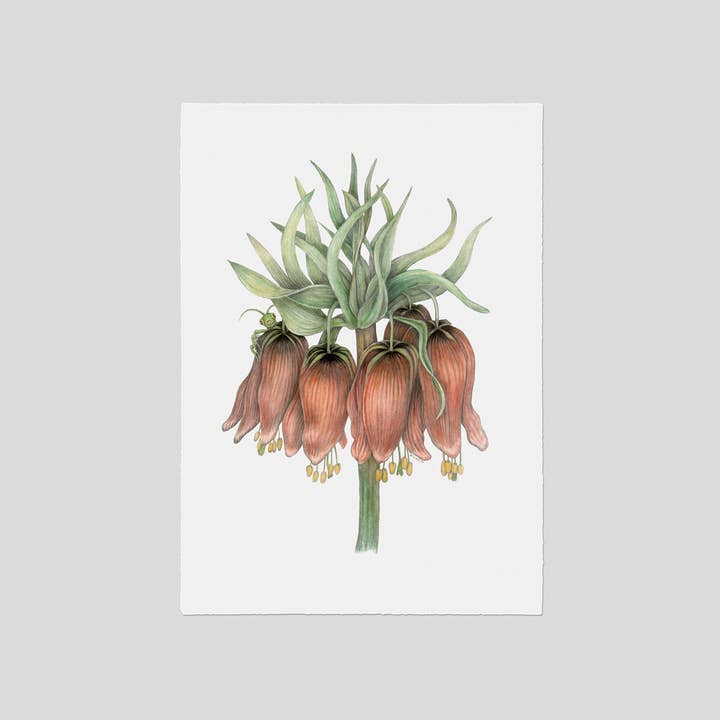 Benjamin - Fine art print for wholesale by Charlotte Nicolin