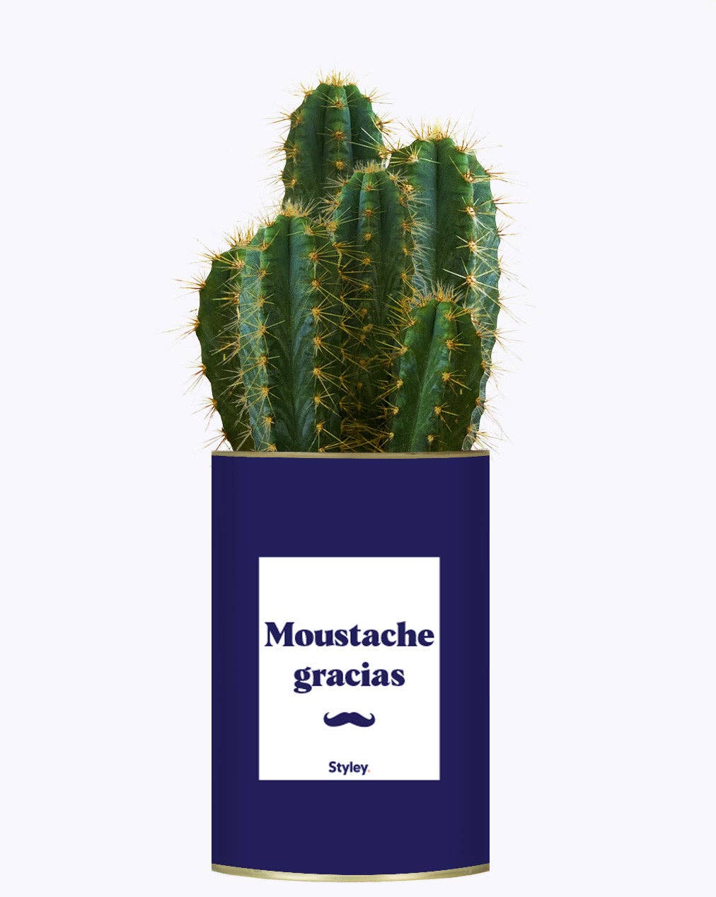Styley - Wholesale Live Plant - Moustache Gracias - Cactus0