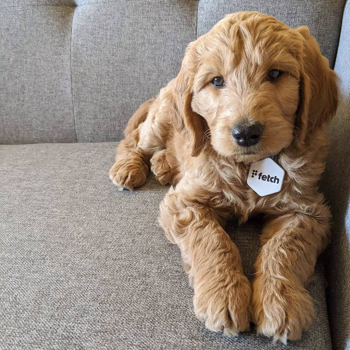 Étiquette intelligente pour animaux de compagnie Fetch®, noir de jais pour la vente par Lifekey