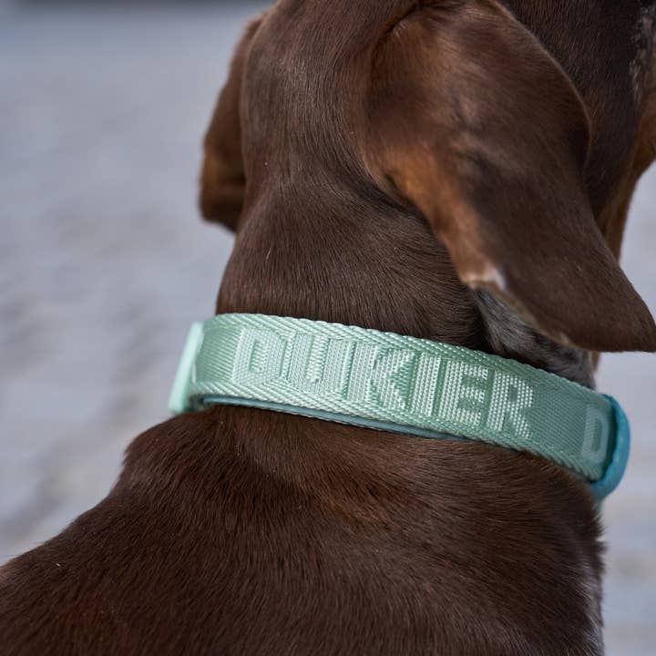 Dukier – coleira - Cão por atacado – Coleira macia para cachorro verde1