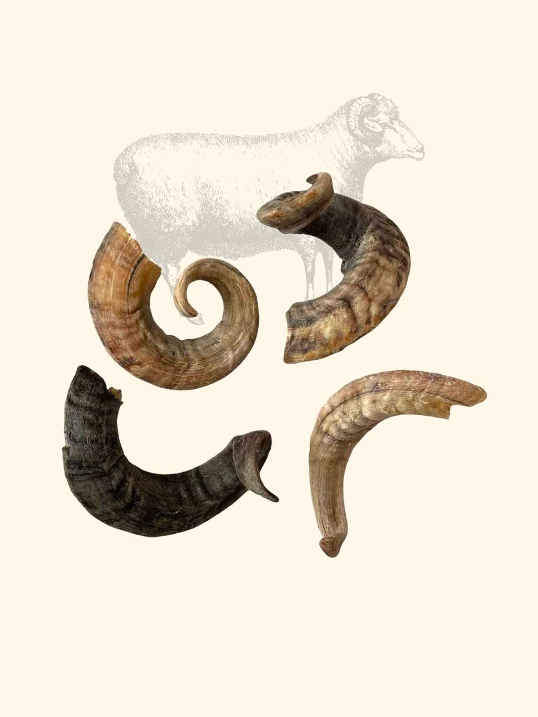 Truffe Délice - Wholesale Pet Chew Toy - Dog - Sheep horn2