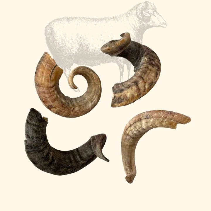 Truffe Délice - Wholesale Pet Chew Toy - Dog - Sheep horn2