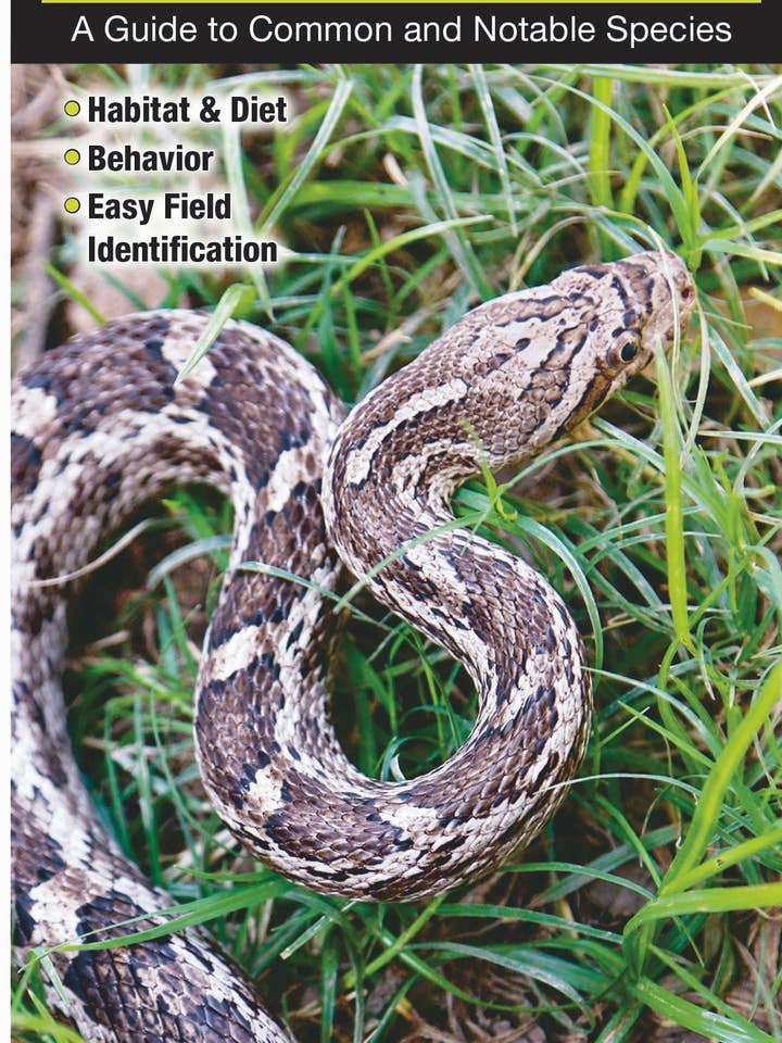 Uccelli delle Grandi Pianure per la vendita all'ingrosso da parte di Quick Reference Publishing, Inc