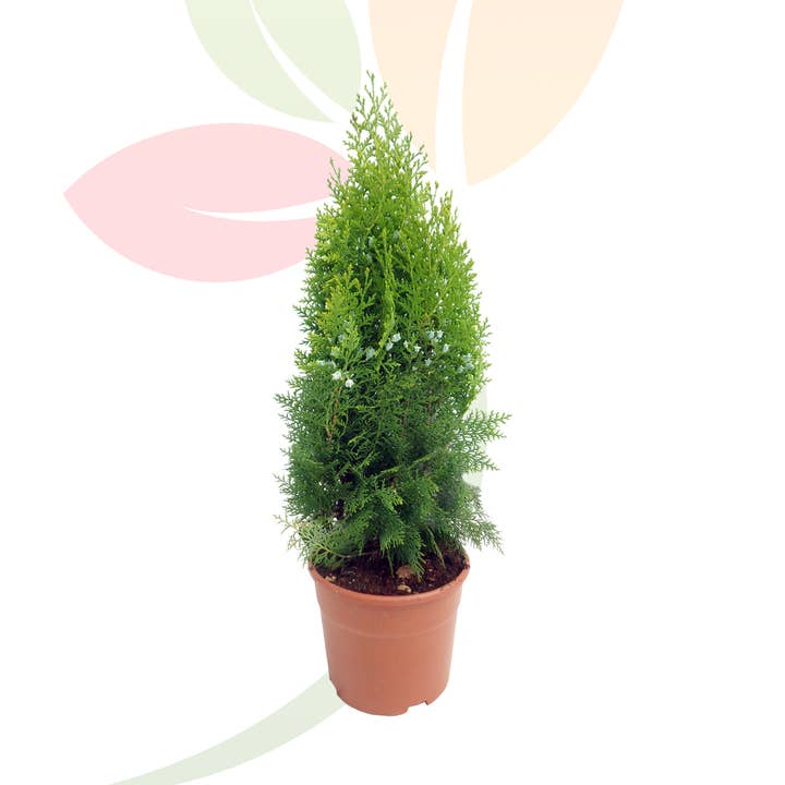 Thuja Orientalis Aurea Nana for wholesale by VIVERCID