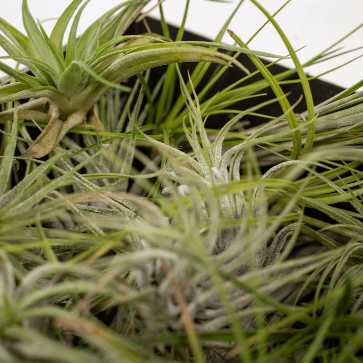 Oasis of Life – wholesale Live plant – Tillandsia Air Mix – 20 Pieces of Air Plants – Ø6cm – approx. 6cm high – Easy-care Tillandsia Mix – Soil-free & decorative – For creative home ideas2