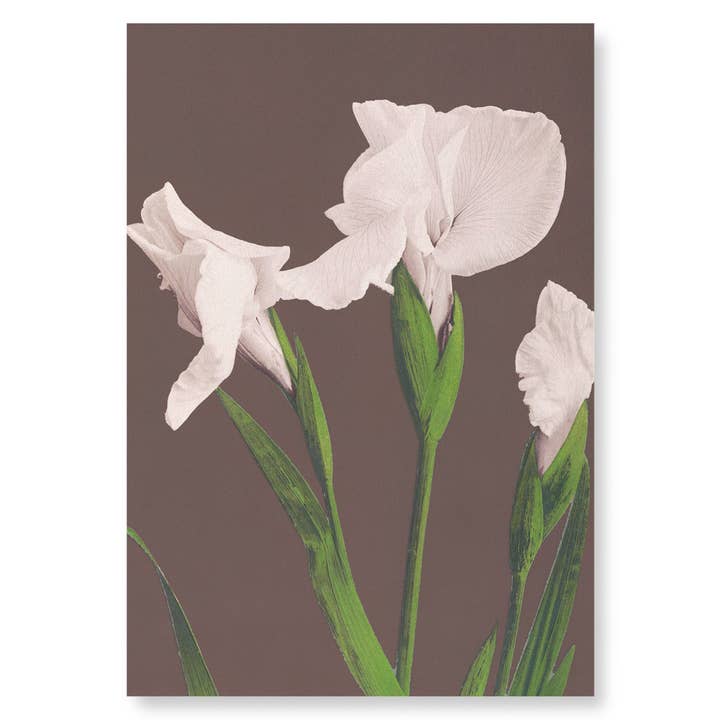 STAMPA FOTOMECCANICA DI IRIS BIANCHI (C.1890): Stampa artistica per la vendita all'ingrosso da parte di Ezen Trade