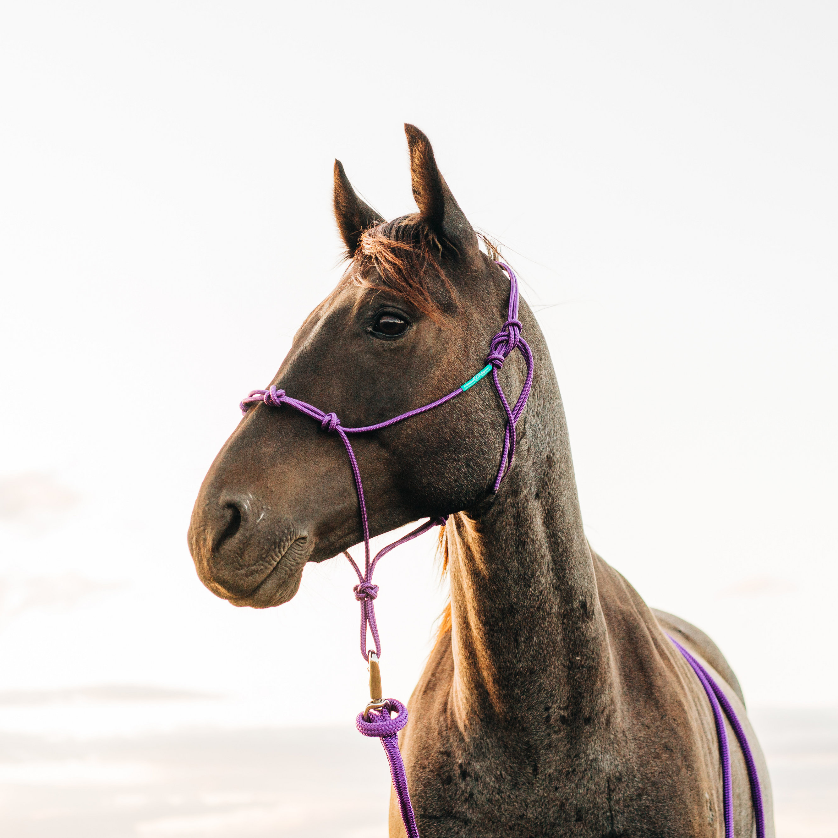 Andrea Equine - Wholesale Paardrijuitrusting - Stijf trainingshalster voor clinici met 4 knopen10