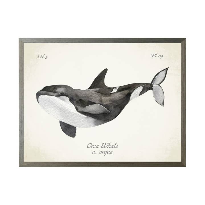 Orca Whale On Natural Background for wholesale by Antique Curiosities Inc