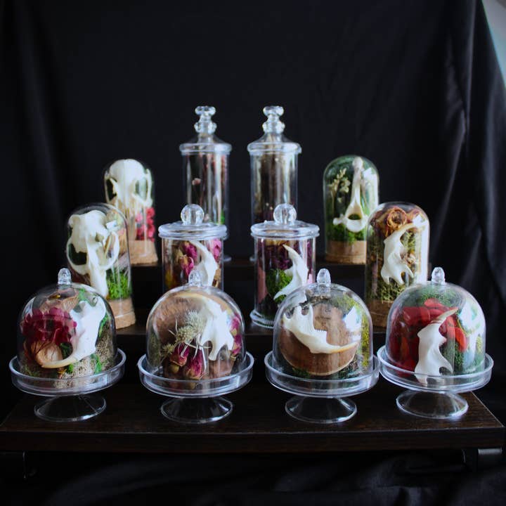 Kitty Bomb Curios - Wholesale Apothecary Jar - Mini Bone Terrarium Apothecary Jars