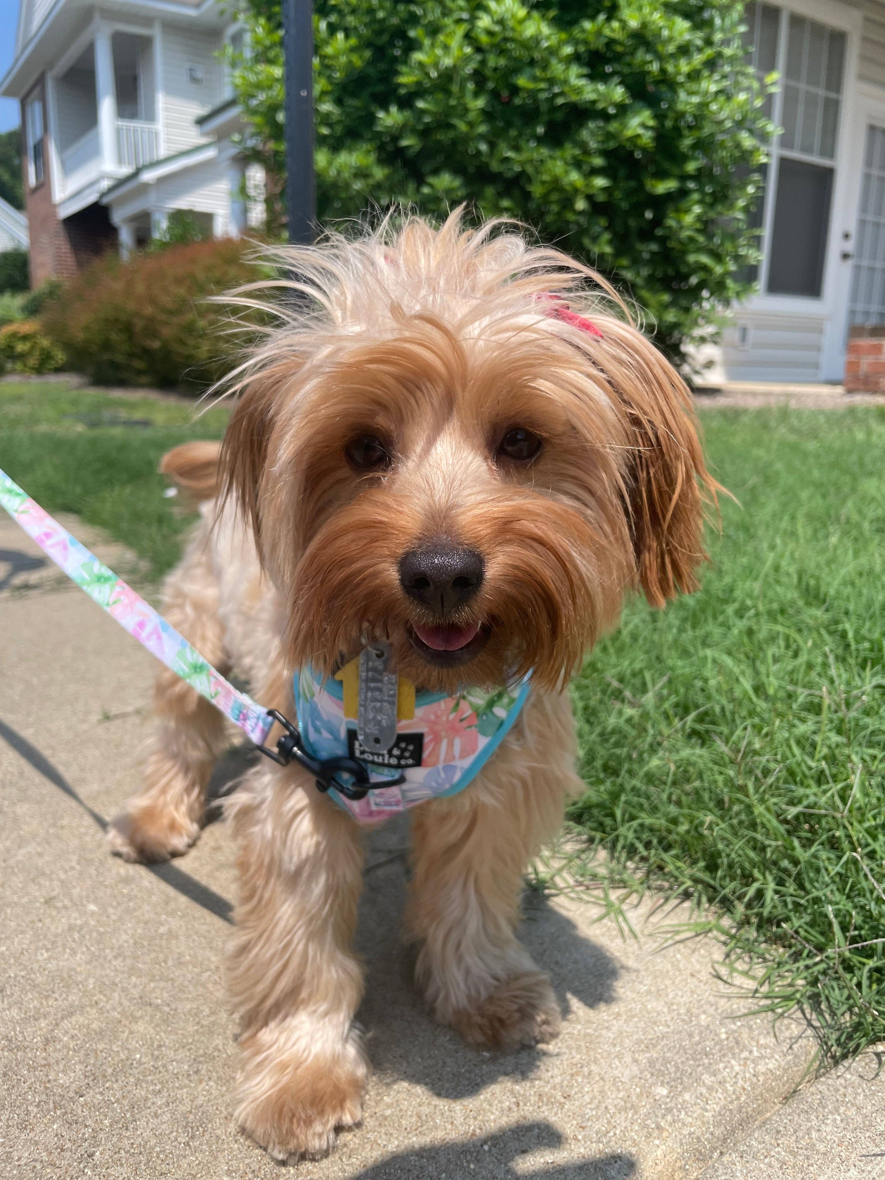 Lola & Louie co. - Wholesale Pet Harness - Dog - Adjustable Harness- Monstera2