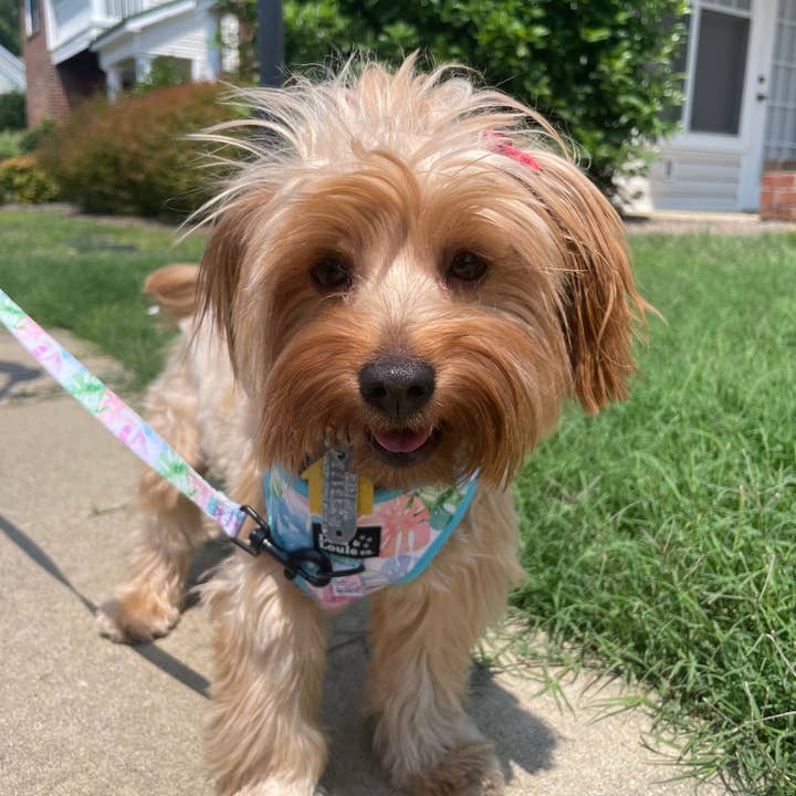 Lola & Louie co. - Wholesale Pet Harness - Dog - Adjustable Harness- Monstera2