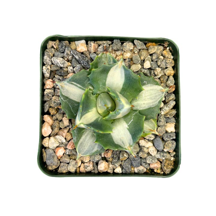 Flow State - Vente Plante - Agave Isthmensis panaché de 4" - Agave papillon – Plante2