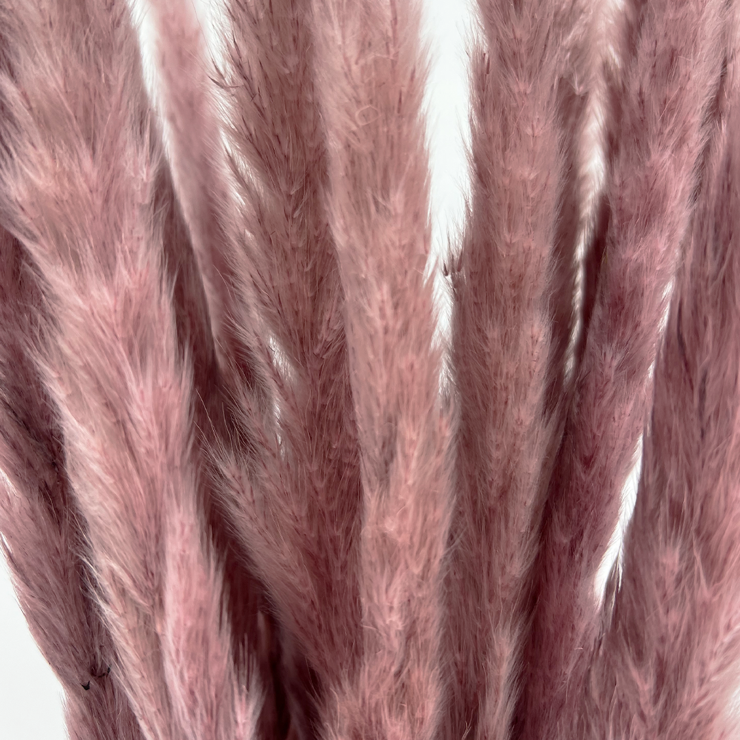 2626 Designs – Engroshandel Tørrede/pressede blomster – Konserverede blomster Lille pampassgræs, 20" langt5