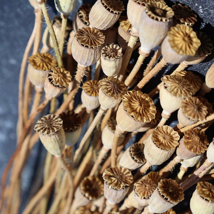 FlowerFantaSee - Wholesale Dried/pressed flowers - Dried Mini Poppy Pods2