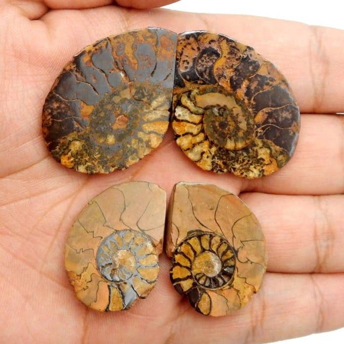 Rock Paradise - Wholesale Spiritual Stone/Crystal - Hematite Ammonite Fossil Pair - Medium0