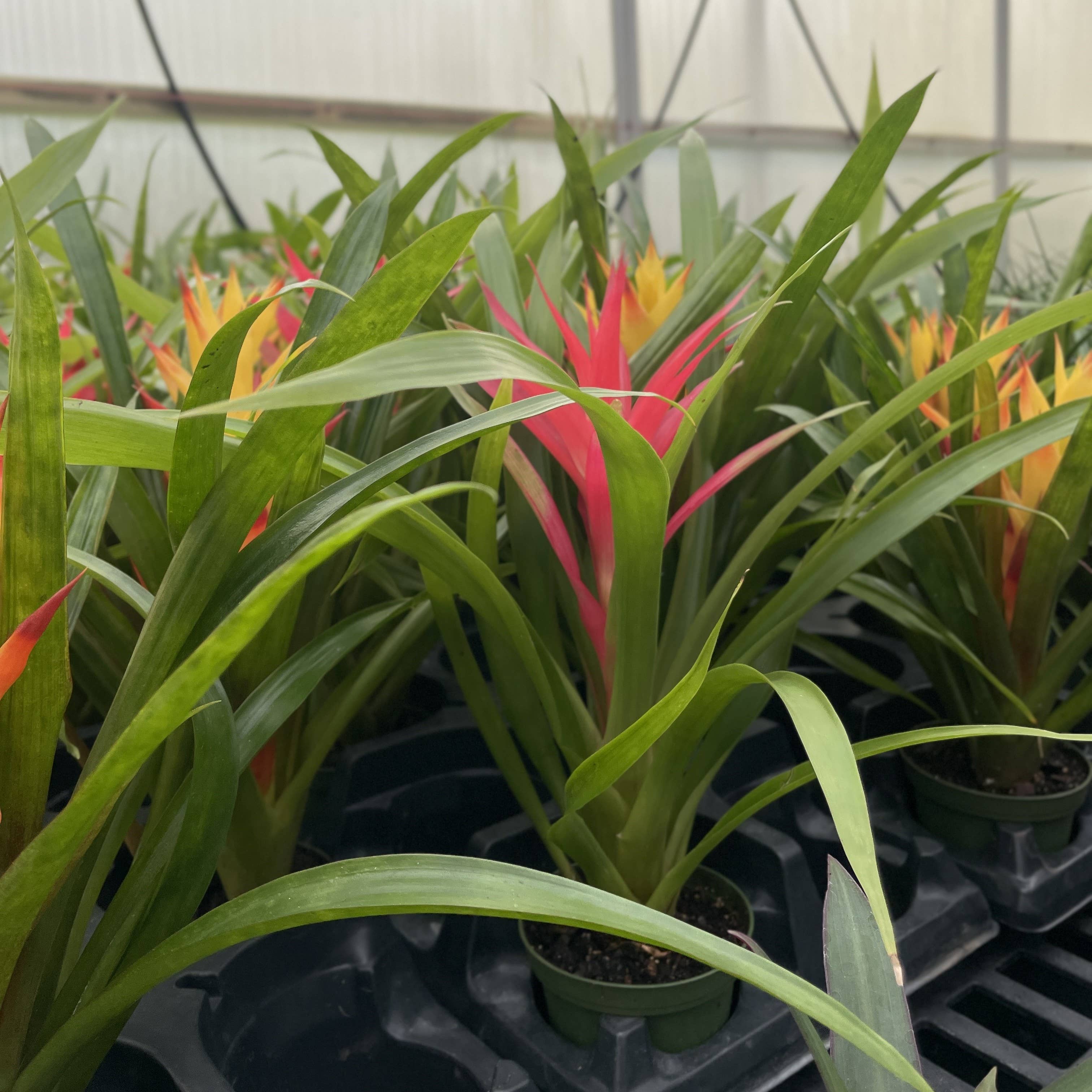 Thorsen's Greenhouse - Wholesale Live Plant - Bromeliad Guzmania- 4" Live Plant - Assorted13