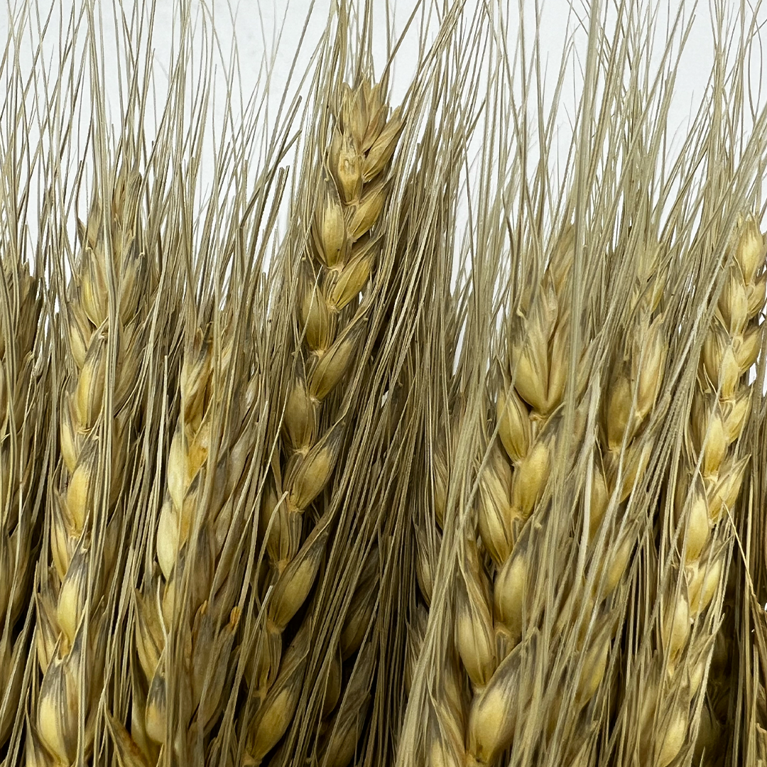 2626 Designs – wholesale Torkade/pressade blommor – Torkat vete, 50 st, cirka 61 cm långt1